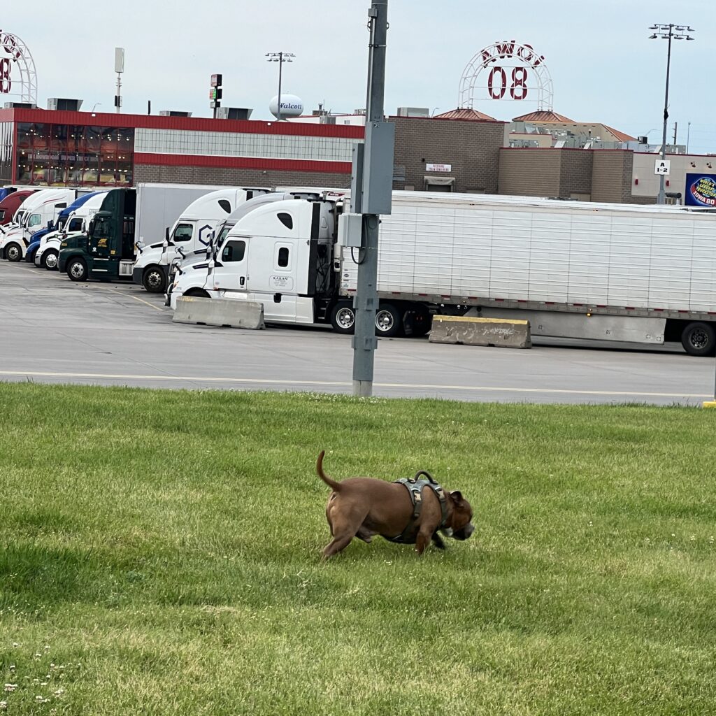 Thumper sniffing grass near parked semi trucks at Iowa 80