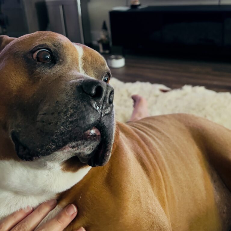 Close-up of brown dog being petted