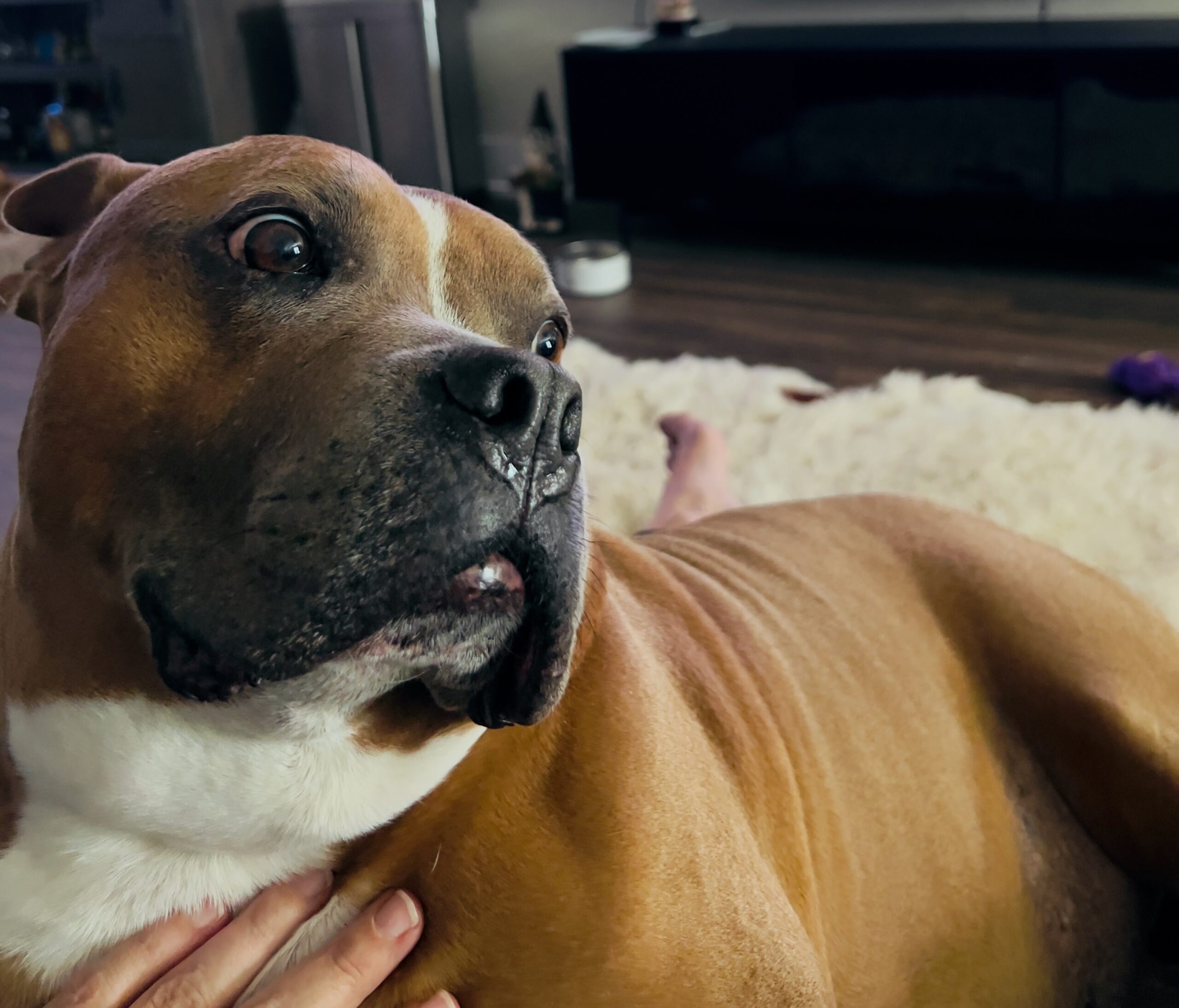 Close-up of brown dog being petted