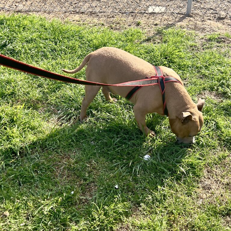 Brown dog sniffing grass on red leash