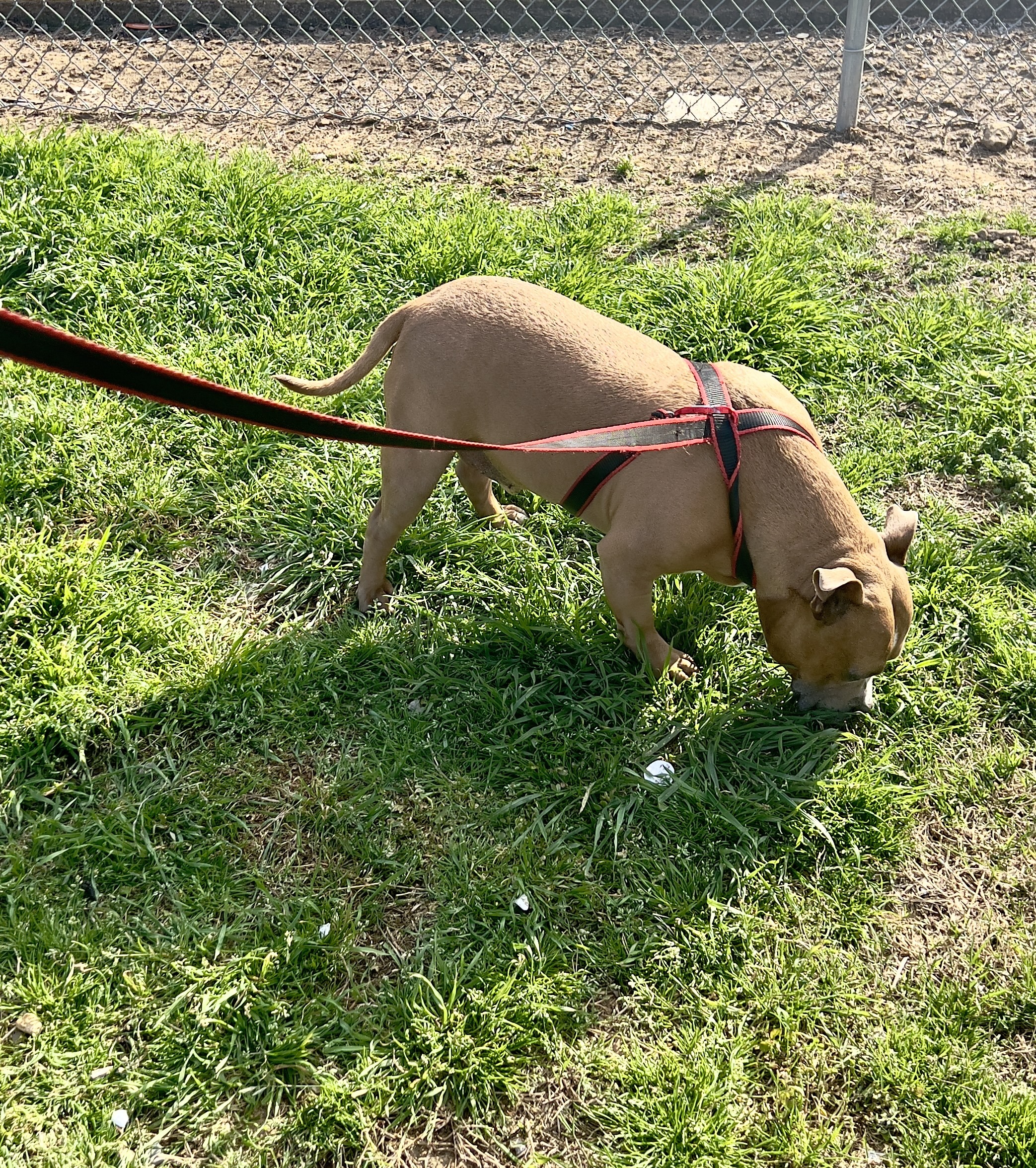 Brown dog sniffing grass on red leash
