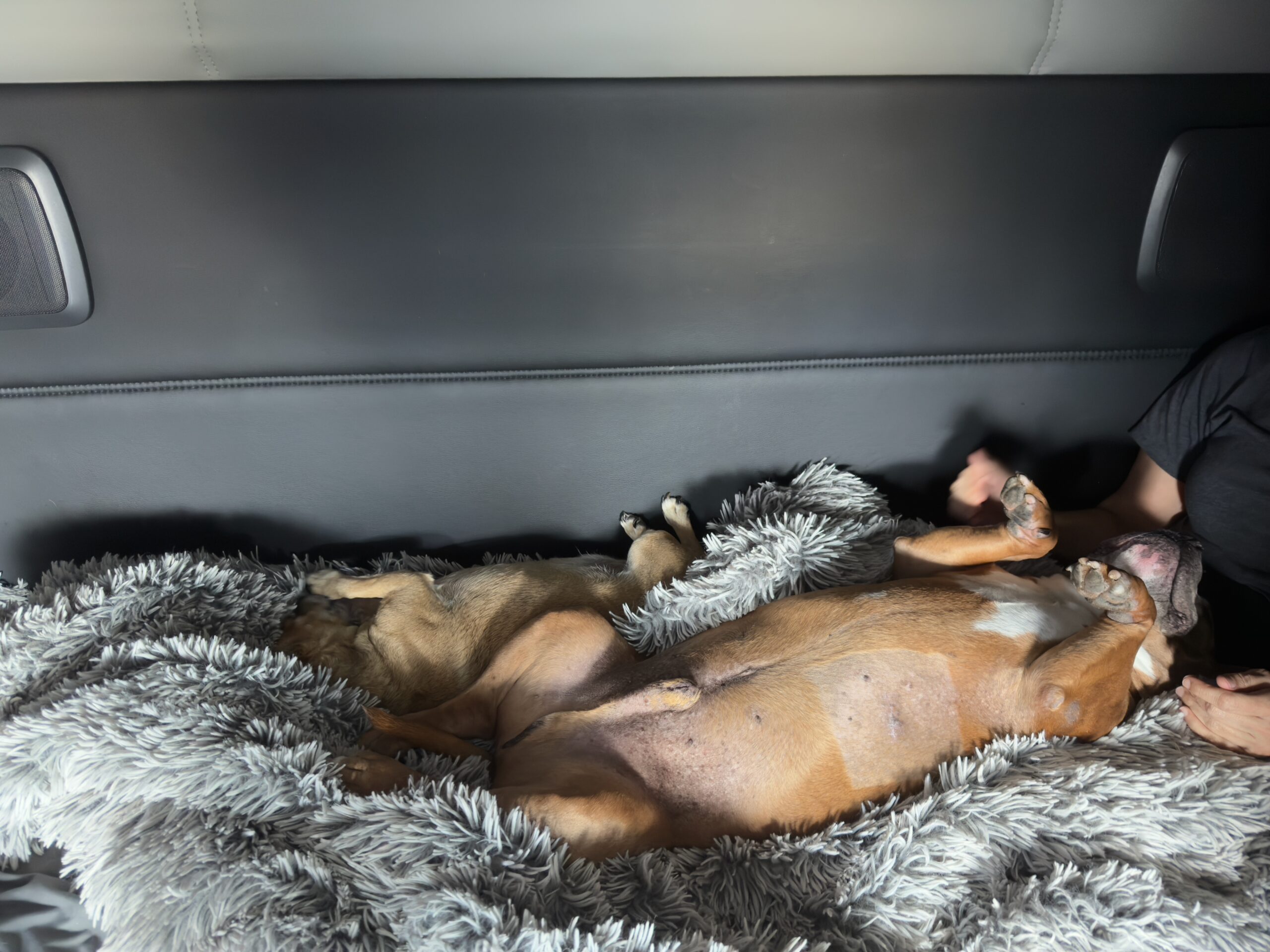 Thumper and Rocky sleeping upside down on the shag bed in the sleeper of the truck