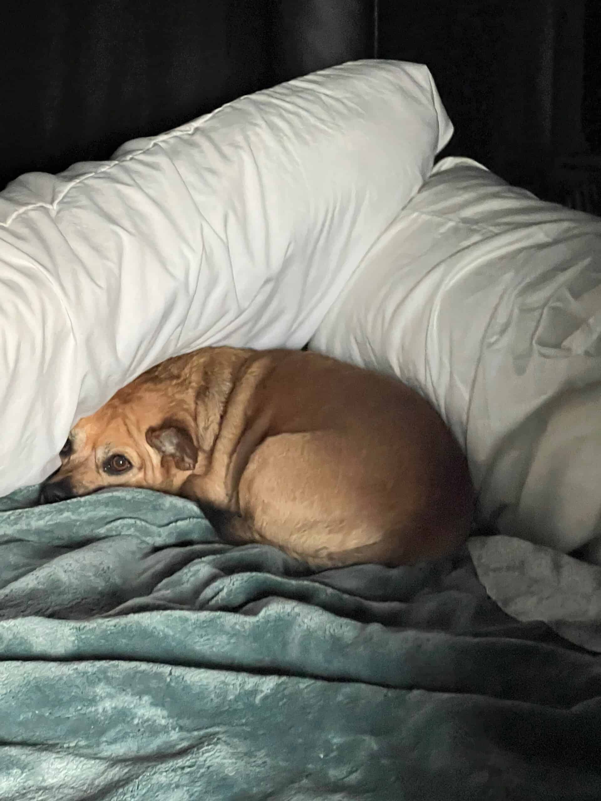 Rocky curled up sleeping in the sleeper berth of the truck
