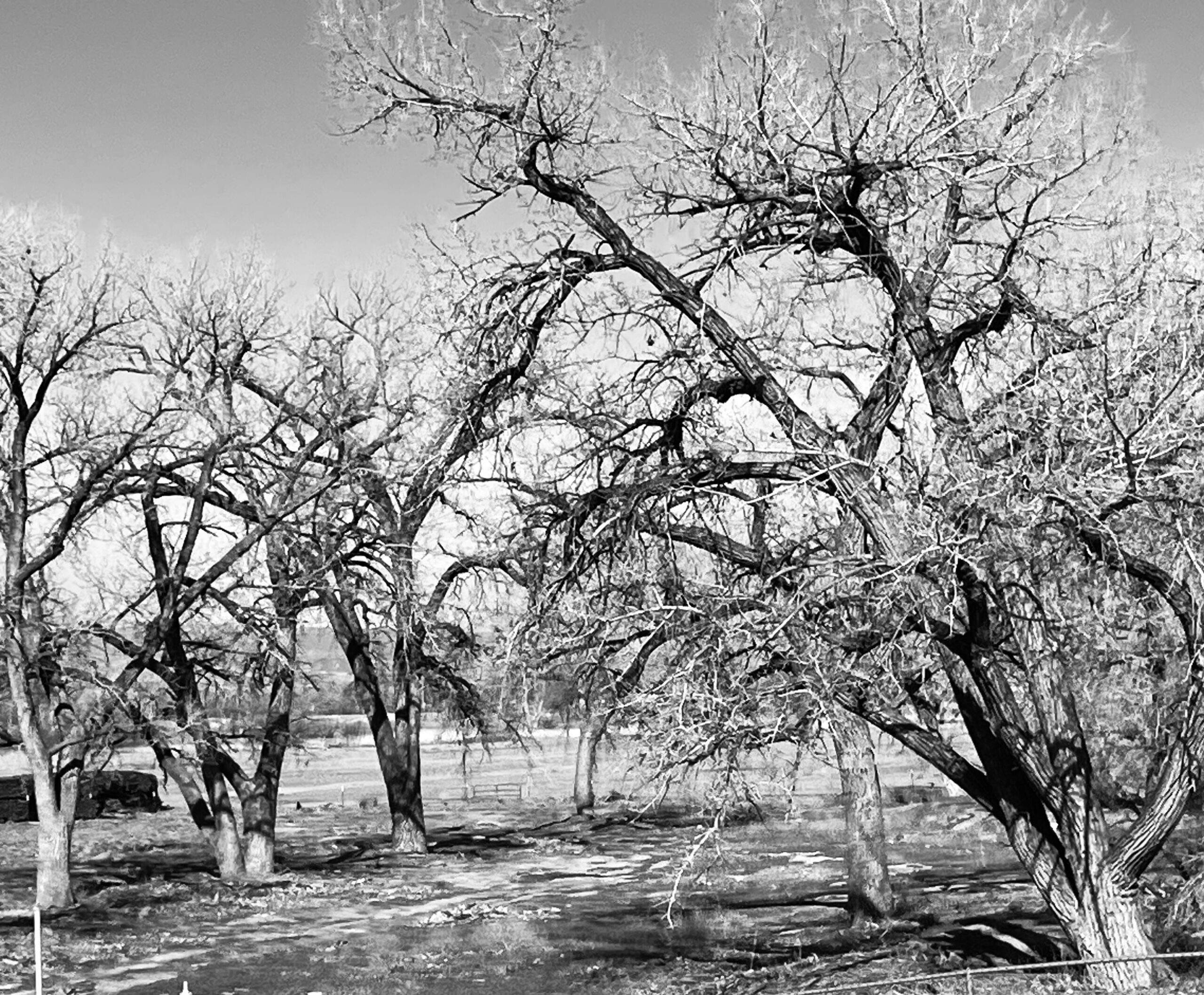 Bare cottonwood trees in winter, US 50 in Delta, Colorado