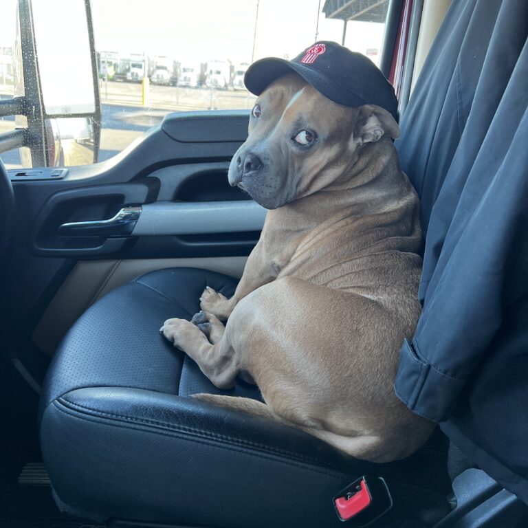 Thumper in a Kenworth hat