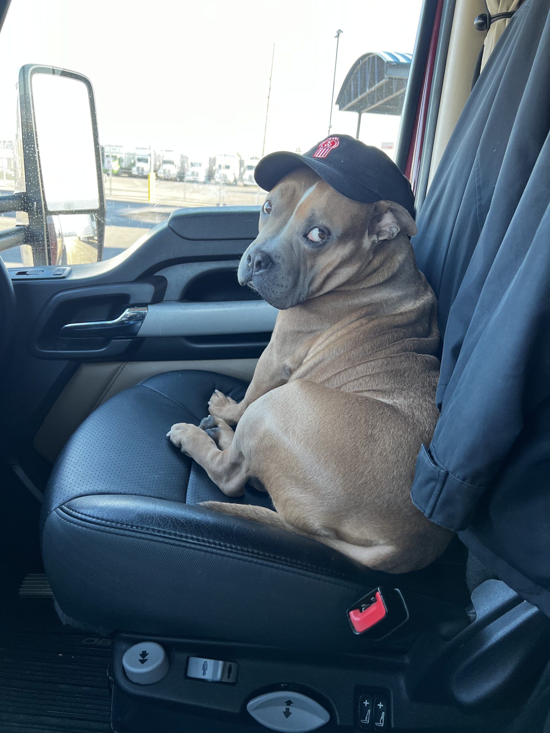 Thumper in a Kenworth hat
