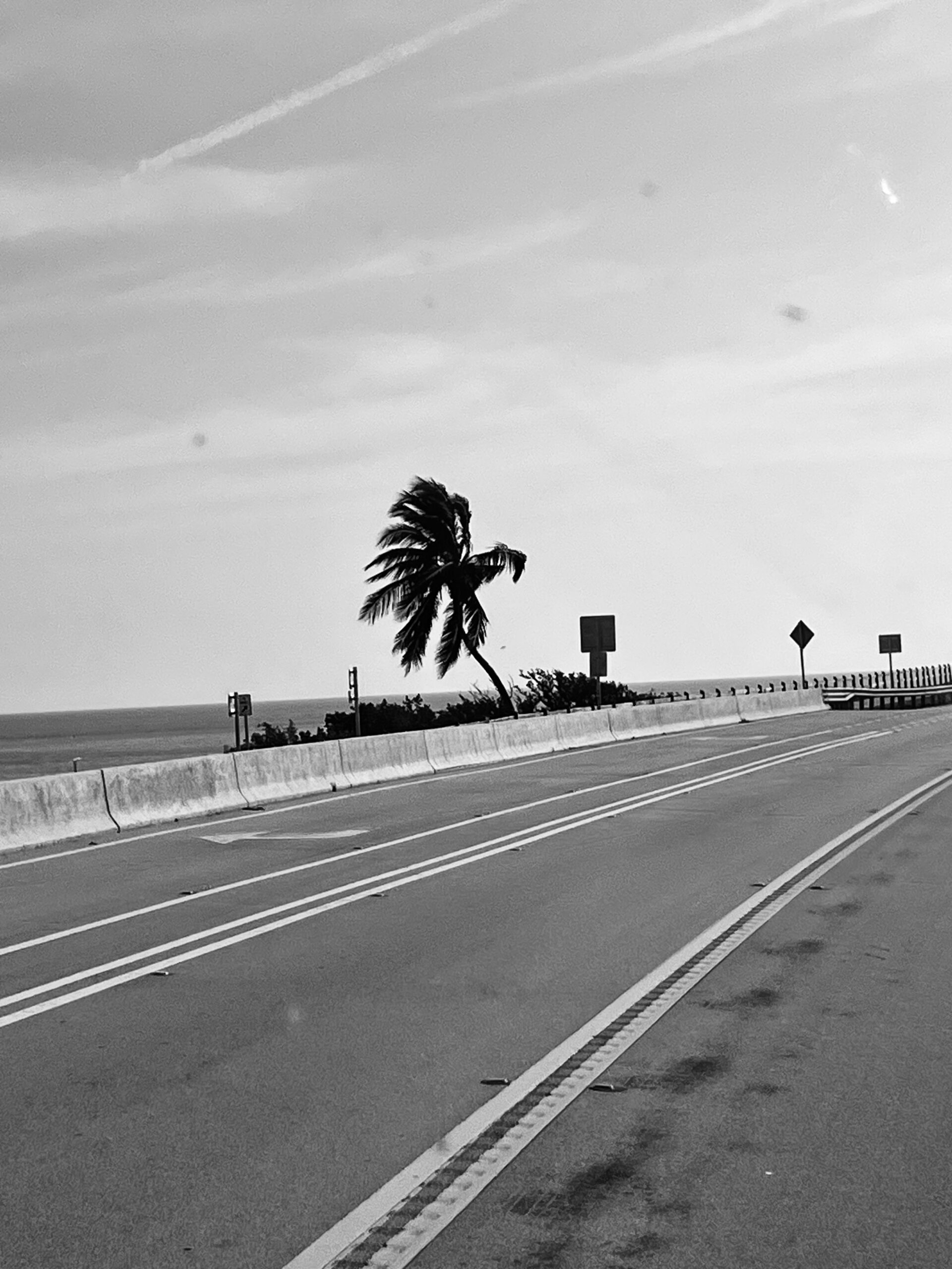 A windblown lone palm tree against the sky on a highway in the Florida Keys