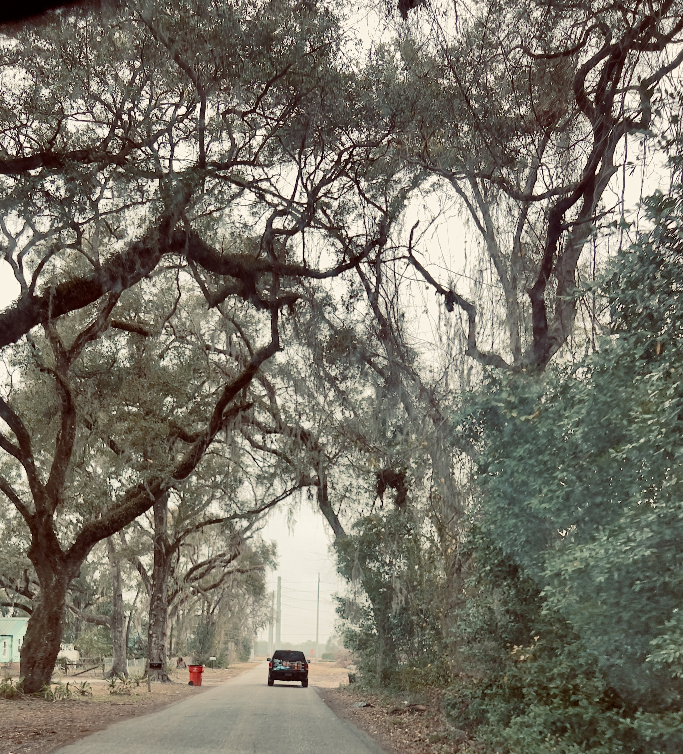 Road tunnel under Spanish moss draped live oaks in central Florida