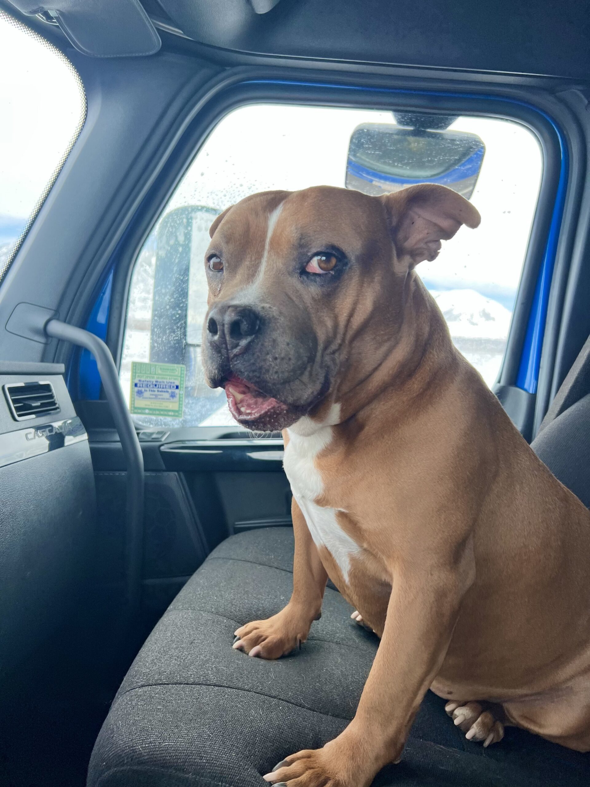Thumper, the senior road veteran dog, in the Swift truck cab